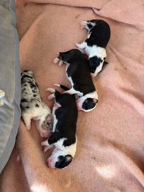 chiot berger australien 1200 28160 Y�vres