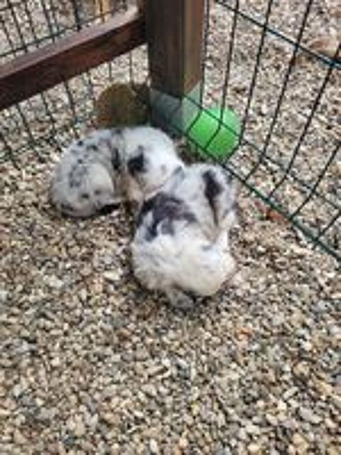   Chiots border collie noir et blanc/ blue merle 
