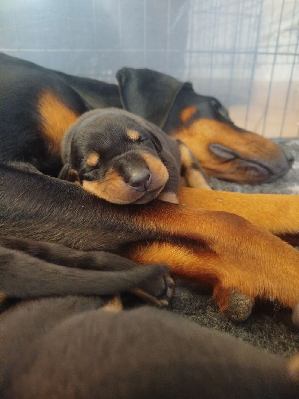   Chiots Dobermans  