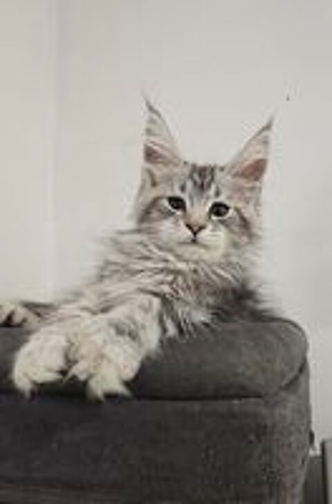   Maine coon Loof 