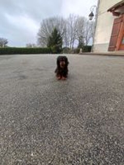   Femelles Cavalier King Charles . 