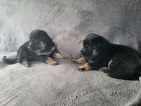   Disponible a la réservation chiots berger allemand 