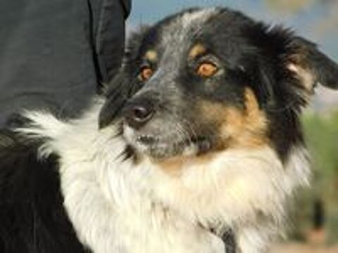   MANCHAS, Border collie de 4 ans (ok chat) 