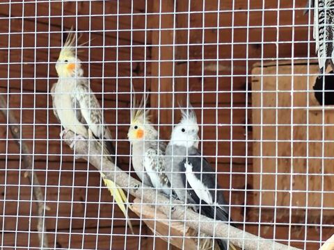 Donne perruches calopsittes 0 31330 Merville