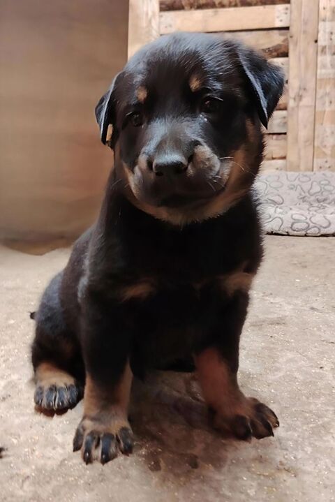CHIOTS BEAUCERON 550 80300 Albert