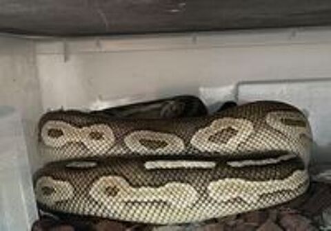   Pythons royaux  