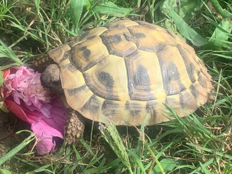 Tortue boettgeri de deux ans 95330 Domont