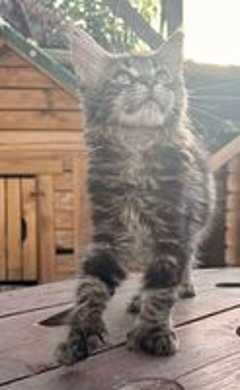   Femelle Maine Coon LOOF polydactyle 
