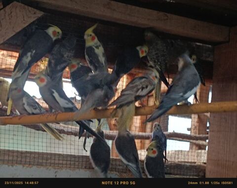 5 couples de callo 50 89300 Joigny