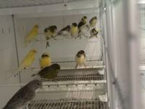   Canaris  