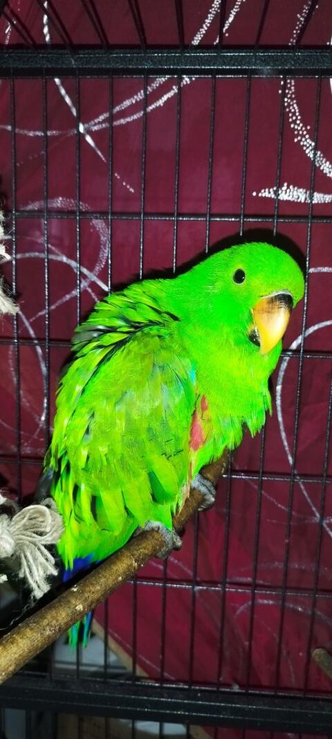 Electus 6 mois  650 76440 Serqueux