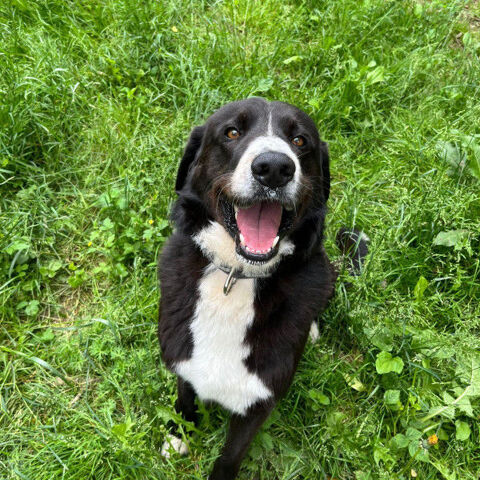 MOOGLI, croisé border collie 8 ans 200 65420 Ibos