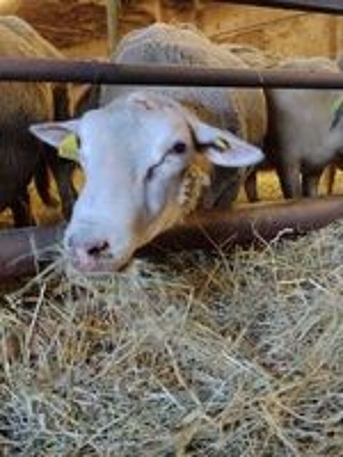   Bélier 
