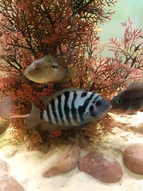 donne Jack Dempsey 0 56920 Noyal-pontivy