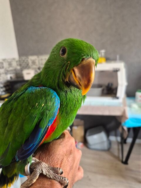 ECLECTUS 800 40200 Mimizan