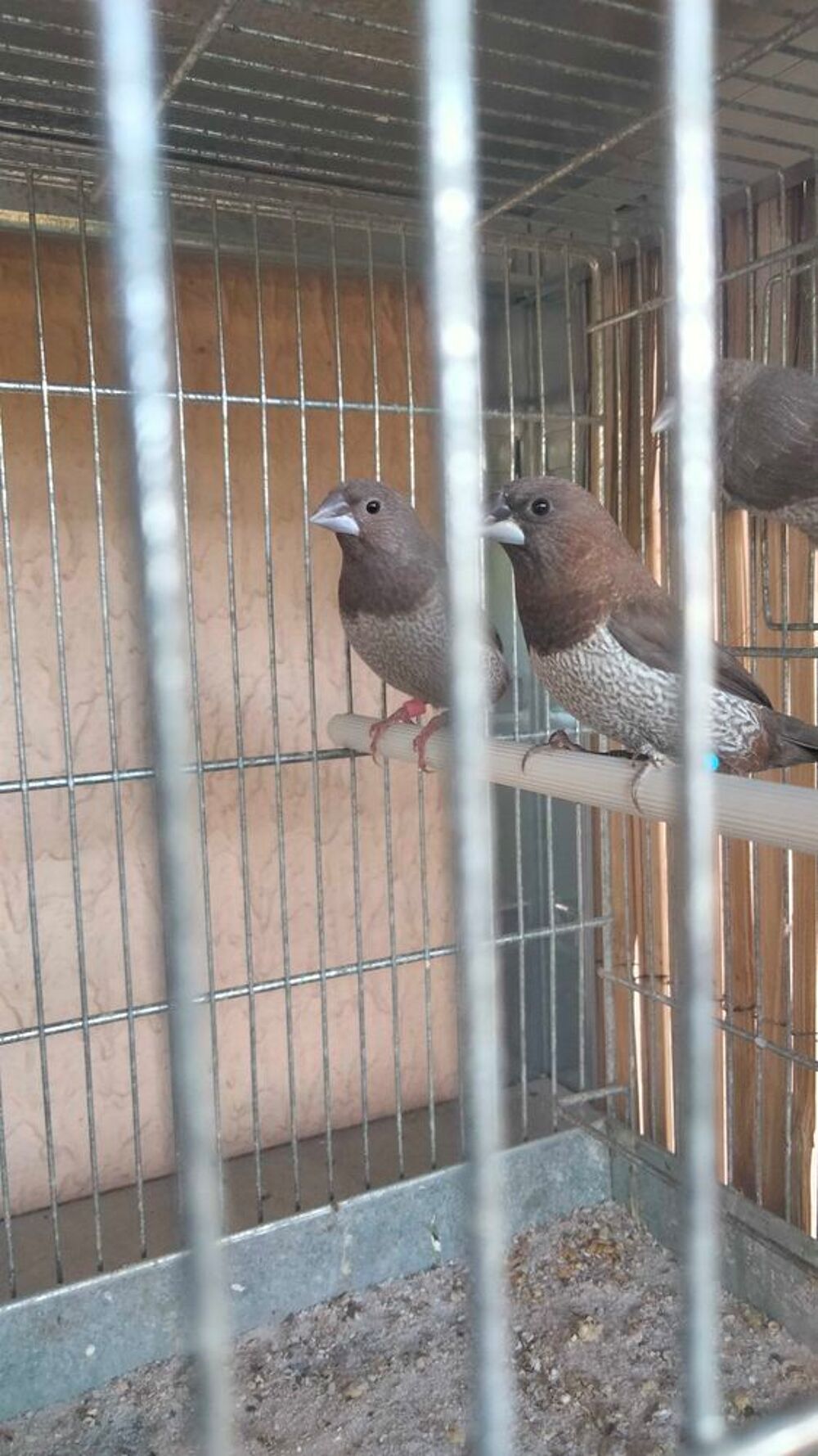 oiseau moineau du Japon, diamant longue queue Sports