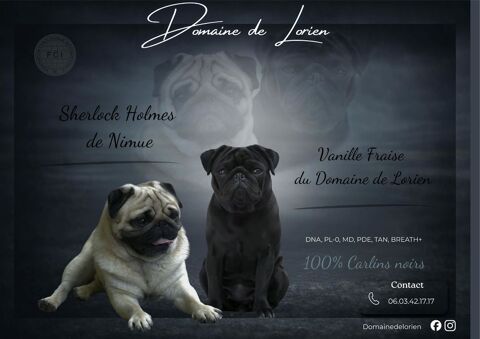 Carlins noirs LOF 2000 32230 Marciac