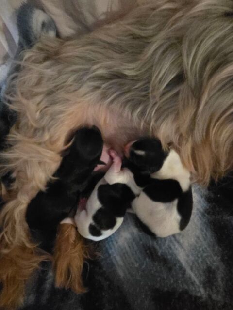 Yorkshire toy 1850 54220 Malz�ville