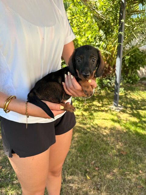 Chiot teckel poil dur 700 40230 Saint-vincent-de-tyrosse