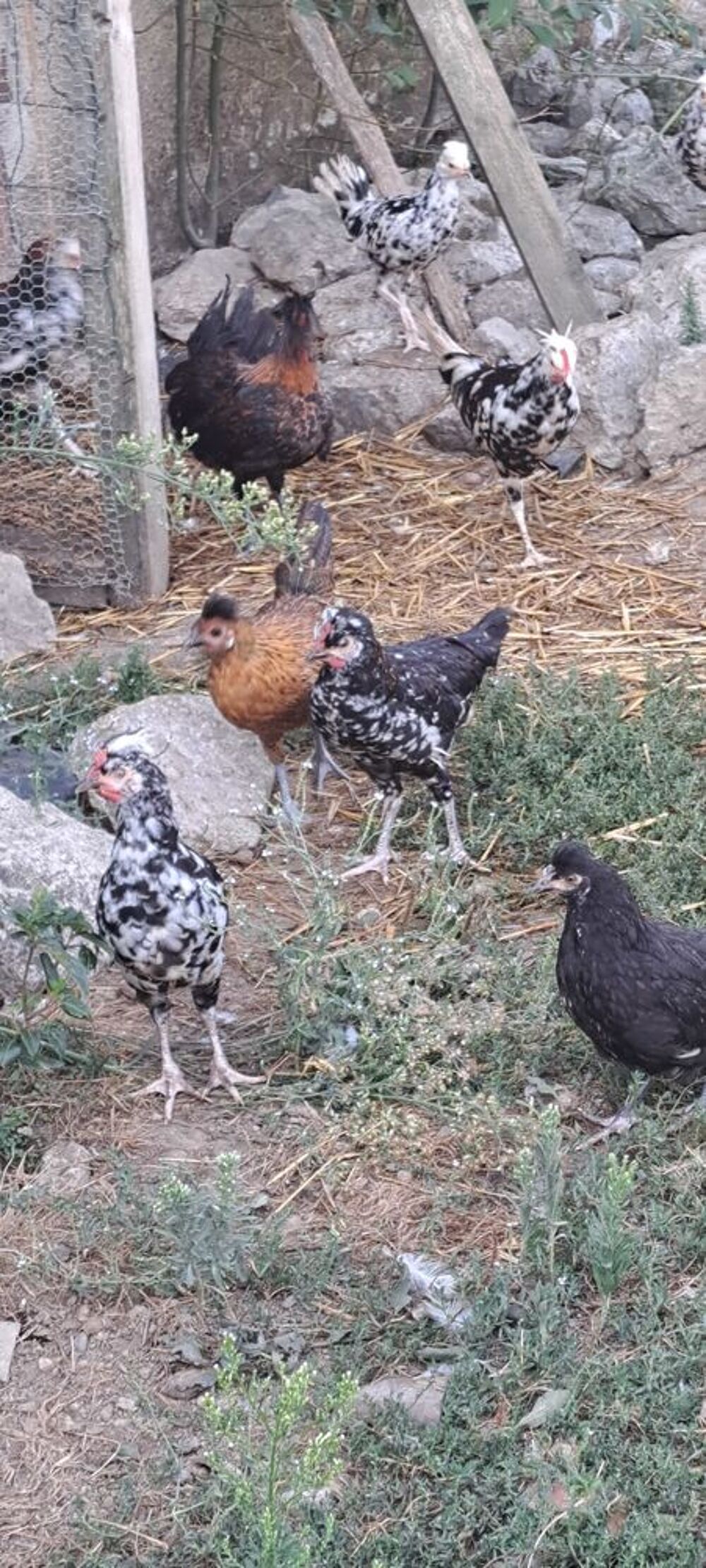   poule 