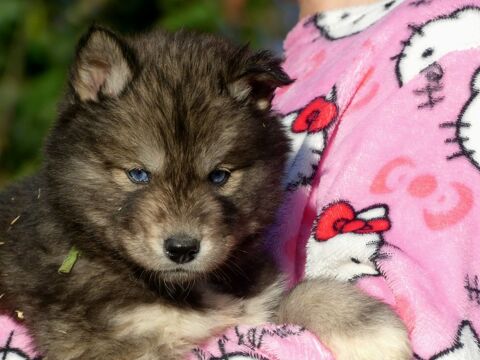 Chiots husky sib&eacute;rien 850 91650 Breuillet