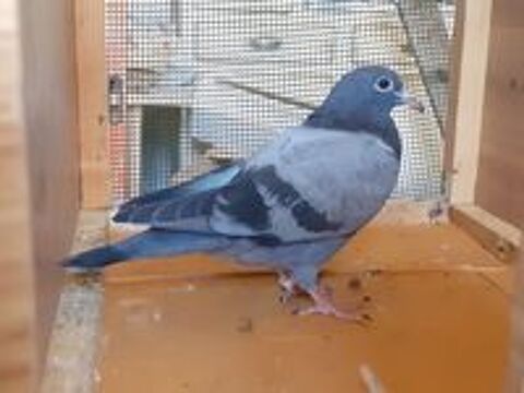   JEUNES PIGEONS TYPE VOYAGEUR  DE  COULEUR  BLEUE 