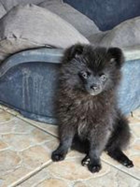   Spitz Allemand- chiots - noirs - nains - LOF 