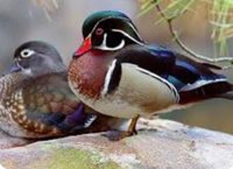   Canards mandarin  Carolin  