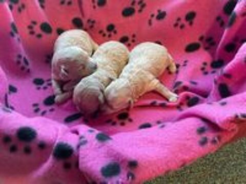   Maltipoo  