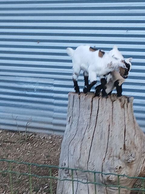 Vendre bique 150 37370 Bueil-en-touraine