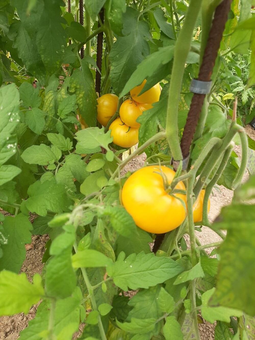 collection graines:tomates anciennes. Jardin