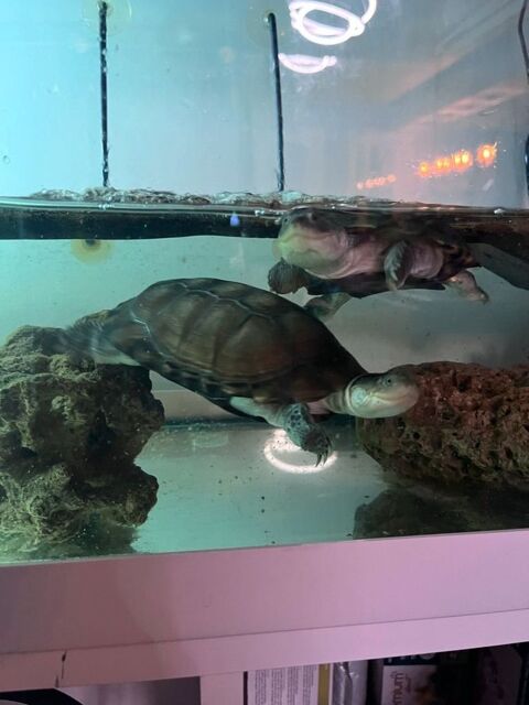  tortue 0 21000 Dijon