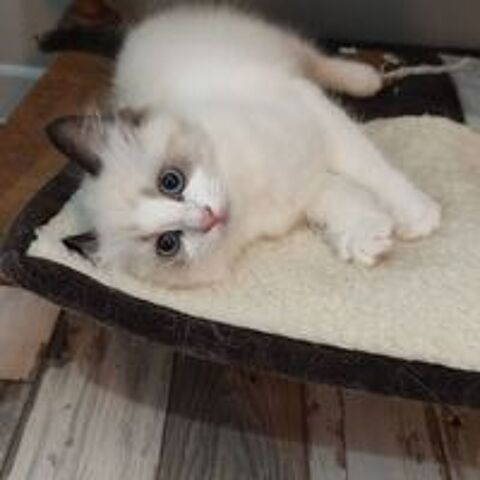   Chaton femelle Ragdoll 