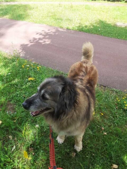 garde de chiens et chats 0 24360 Piégut-pluviers