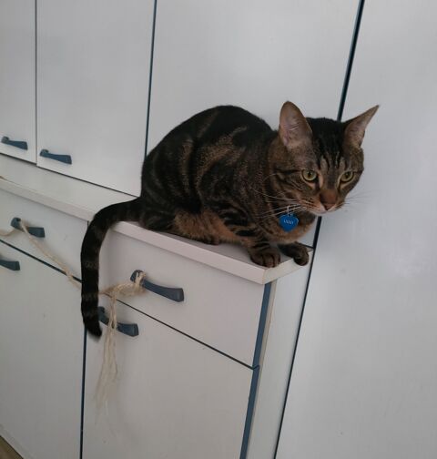 Chat à donner . 0 35510 Cesson-svign
