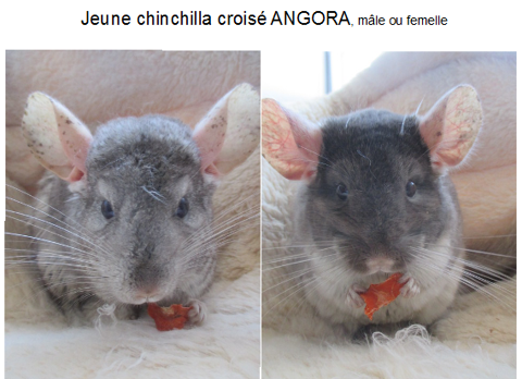 jeune chinchilla croisé Angora,  mâle ou femelle 60 18000 Bourges