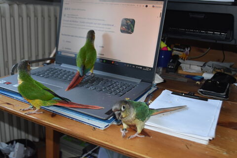 Conures de Molina  (Pyrrhuras Molina&eacute;) 
195 34080 Montpellier