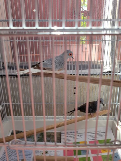 Recherche  oiseaux 30 64220 Saint-jean-pied-de-port