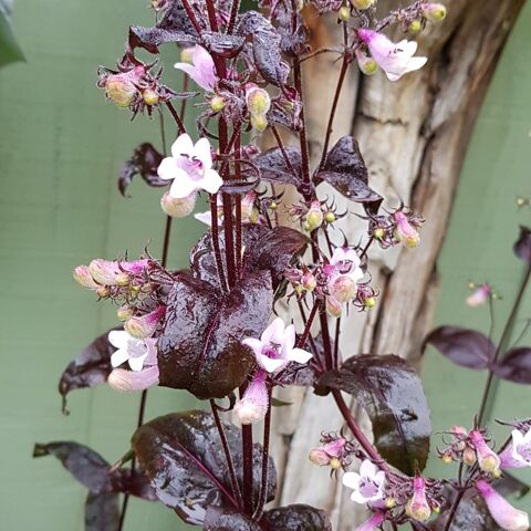 Penstemon  'Dark Towers ' 3 Sainte-Genevive-des-Bois (91)