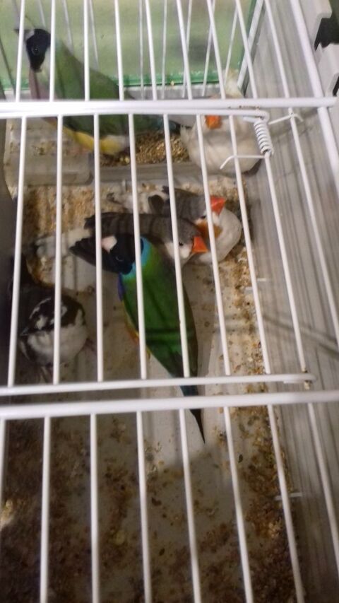 Rachete oiseaux 10 14310 Villers-bocage