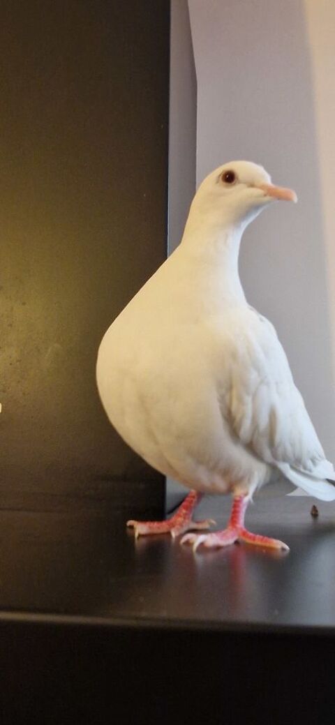 jeune colombe femelle apprivois&eacute;e 10 75011 Paris