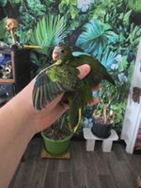   7 kakarikis EAM et adorablent a réserver a Tarbes.  