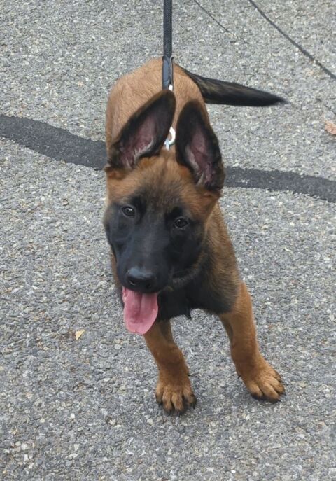  Magnifique chiot berger belge malinois LOF origines travail 900 13720 La bouilladisse