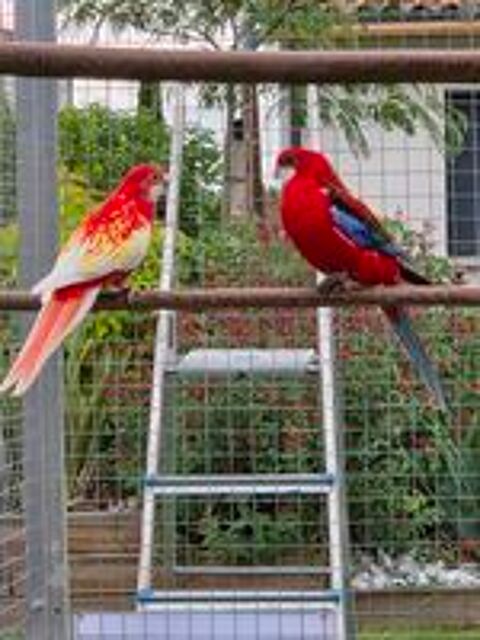   Perruche omnicolore opaline 