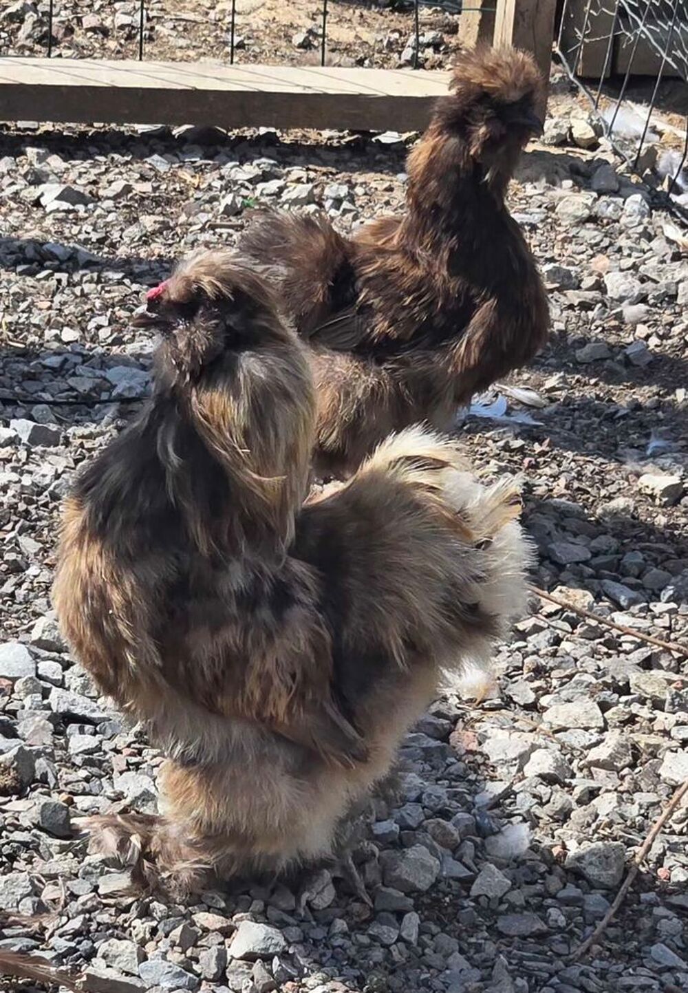   1 coq silkie chocolat 