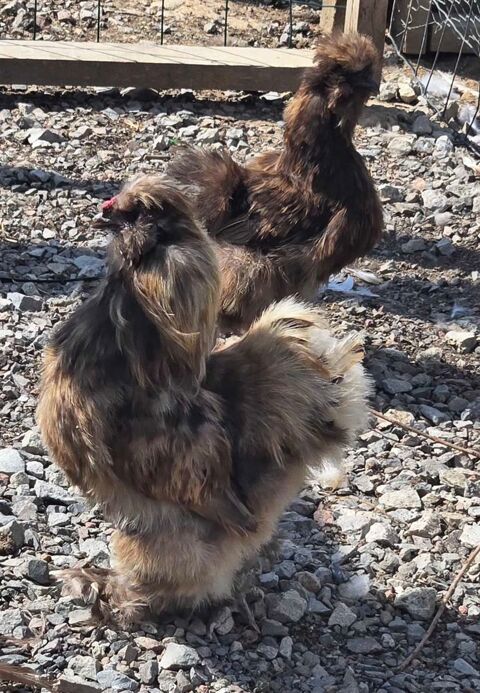 1 coq silkie chocolat 10 71360 Épinac