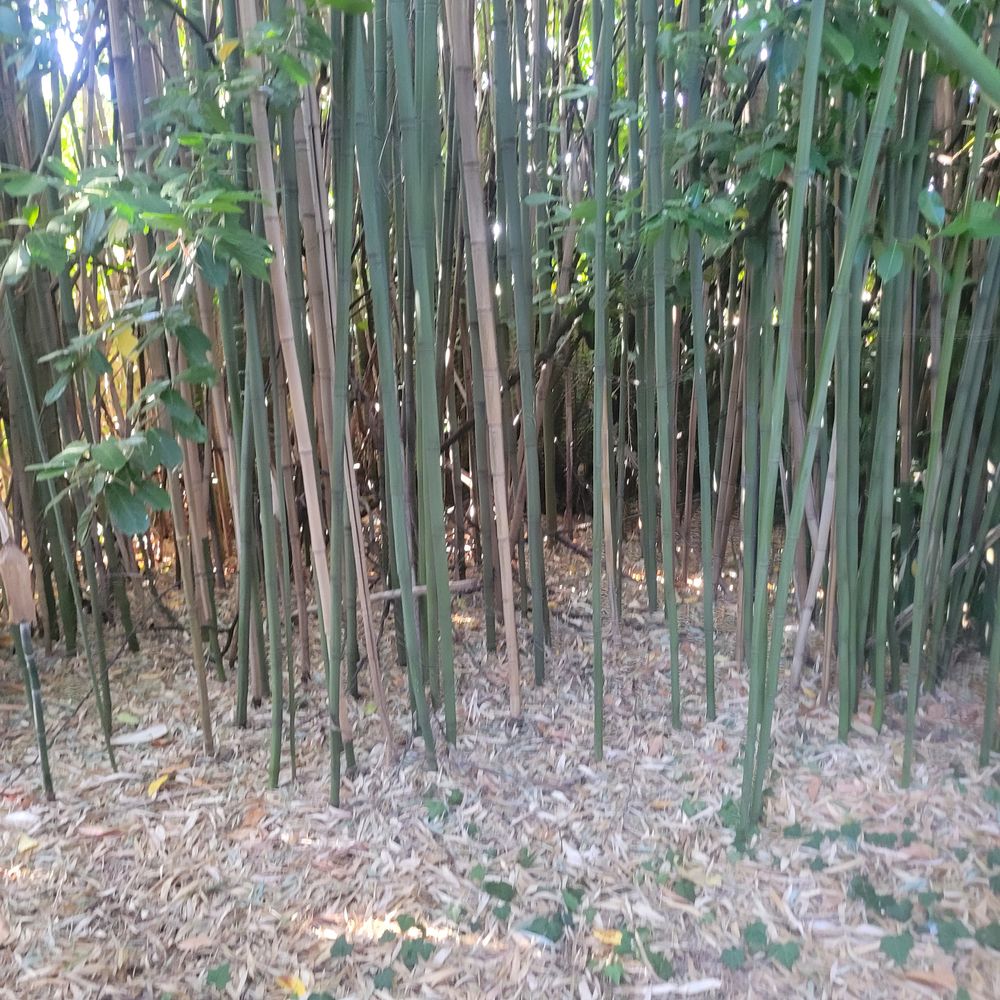 BOIS DE BUIS / BAMBOUS / NOYER Bricolage