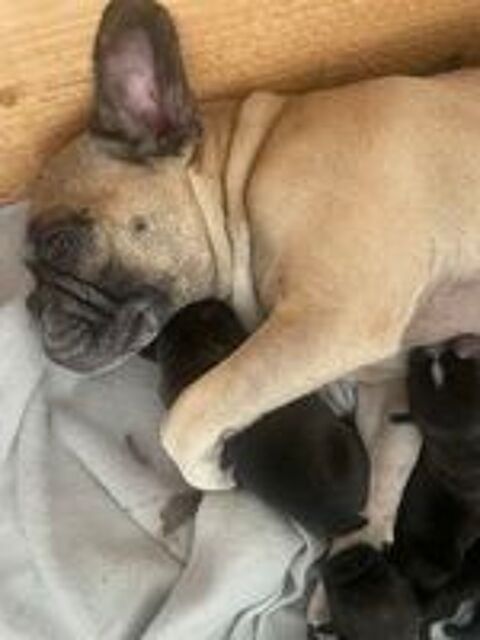   Type bouledogue français 