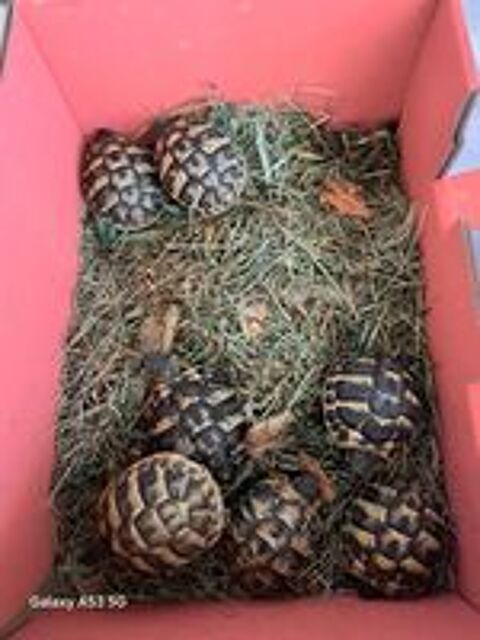   Tortue ?  