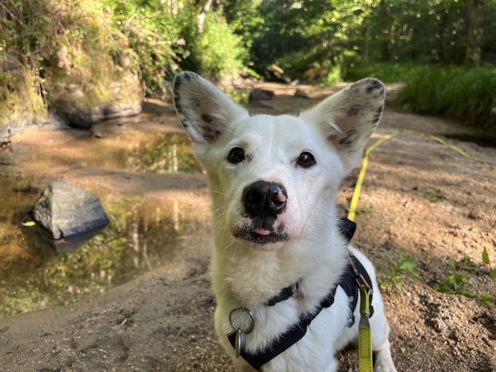   Geralt à l'adoption 